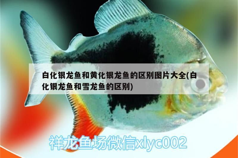 白化銀龍魚和黃化銀龍魚的區別圖片大全(白化銀龍魚和雪龍魚的區別)