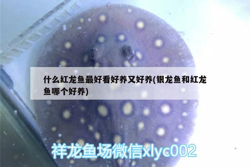 什么紅龍魚最好看好養(yǎng)又好養(yǎng)(銀龍魚和紅龍魚哪個(gè)好養(yǎng)) 什么紅龍魚最好看好養(yǎng)又好養(yǎng)(銀龍魚和紅龍魚哪個(gè)好養(yǎng)) 銀龍魚百科