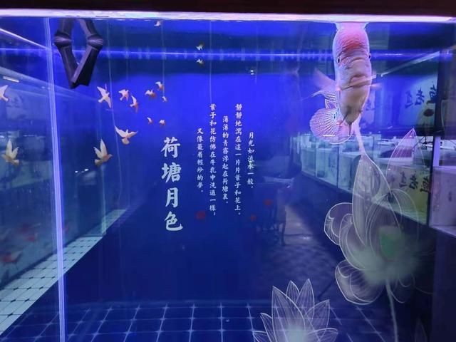 大魚缸魚便怎么清理:如何清理大魚缸魚便 魚缸百科 第2張 大魚缸魚便怎么清理:如何清理大魚缸魚便 大魚缸魚便怎么清理:如何清理大魚缸魚便 魚缸百科 第2張