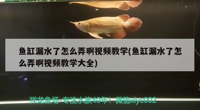 魚缸漏水了怎么弄啊視頻教學(xué)(魚缸漏水了怎么弄啊視頻教學(xué)大全)