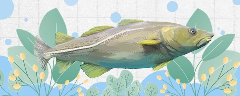 鱈魚為什么沒有魚頭為什么沒有內臟 鱈魚為什么沒有魚頭為什么沒有內臟 豬鼻龜百科