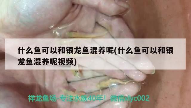 什么魚可以和銀龍魚混養呢(什么魚可以和銀龍魚混養呢視頻)