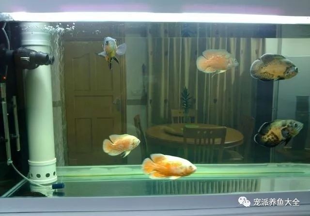 玻璃魚缸diy：diy玻璃魚缸制作經驗分享