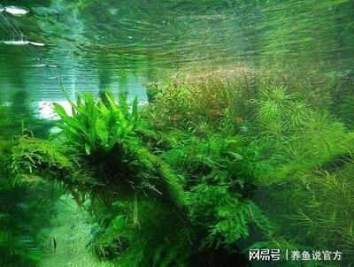 大自然魚缸是品牌的嗎怎么樣：奇溢自然魚缸、屏風(fēng)魚缸、屏風(fēng)魚缸、屏風(fēng)魚缸、屏風(fēng)魚缸