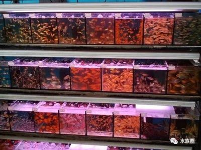 大自然魚缸是品牌的嗎怎么樣：奇溢自然魚缸、屏風(fēng)魚缸、屏風(fēng)魚缸、屏風(fēng)魚缸、屏風(fēng)魚缸