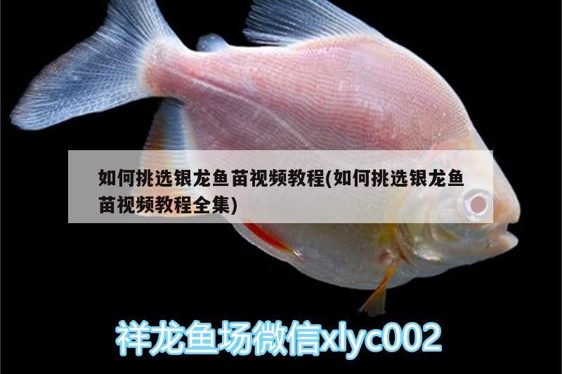 如何挑選銀龍魚苗視頻教程(如何挑選銀龍魚苗視頻教程全集) 如何挑選銀龍魚苗視頻教程(如何挑選銀龍魚苗視頻教程全集) 銀龍魚百科