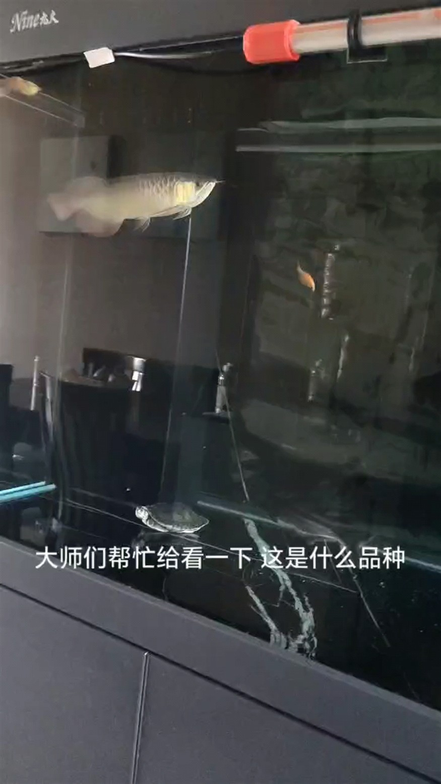 魚缸用增氧泵價格是多少:魚缸增氧機-xtrac增氧機-xtrac增氧機 也不知道這是什么品種 龍魚論壇 也不知道這是什么品種 也不知道這是什么品種 龍魚論壇