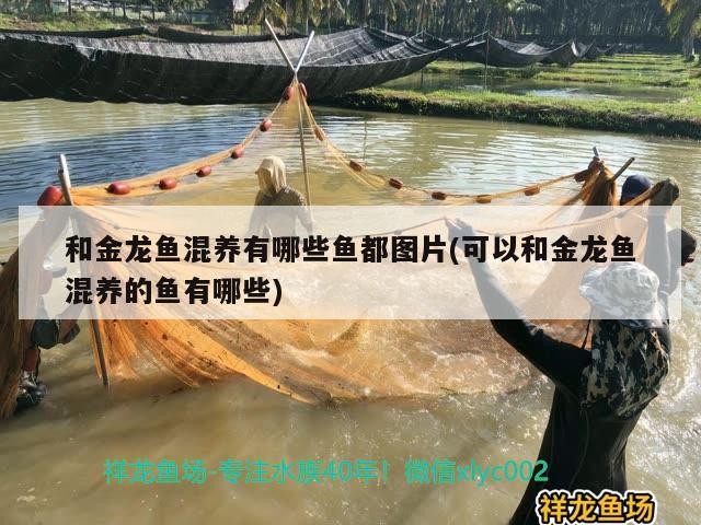 銀龍魚飼養(yǎng)技巧圖解大全視頻(新手養(yǎng)銀龍魚教學)