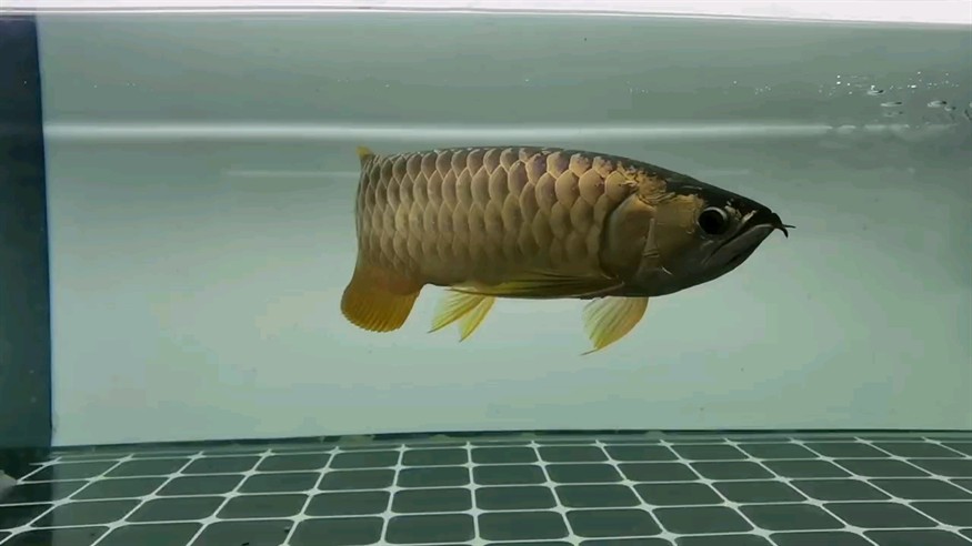 又快中秋節了 又快中秋節了 龍魚論壇