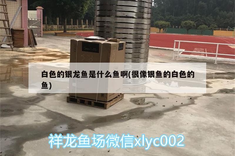 白色的銀龍魚是什么魚啊(很像銀魚的白色的魚)