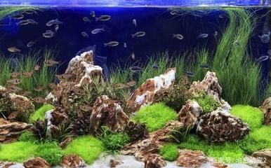 魚缸常見問題有哪些方面：根據搜索結果整理的魚缸常見問題及其解決方案