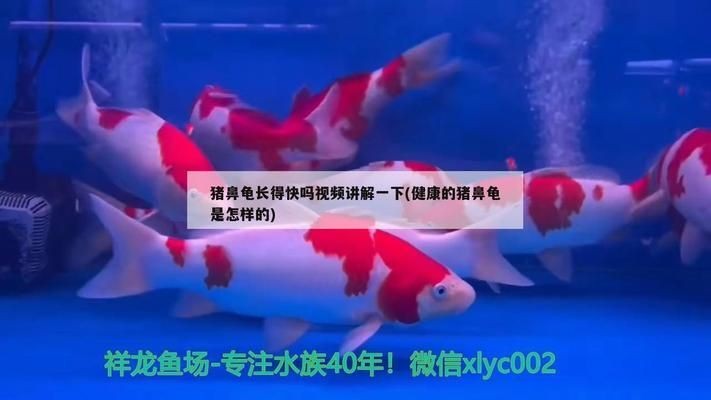 豬鼻龜長的快嗎還是慢呢視頻：豬鼻龜吃什么長得快 豬鼻龜長的快嗎還是慢呢視頻：豬鼻龜吃什么長得快 豬鼻龜百科 第6張