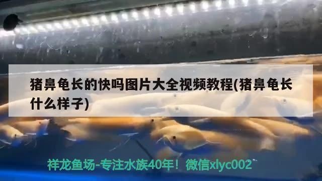 豬鼻龜長的快嗎還是慢呢視頻：豬鼻龜吃什么長得快 豬鼻龜長的快嗎還是慢呢視頻：豬鼻龜吃什么長得快 豬鼻龜百科 第7張