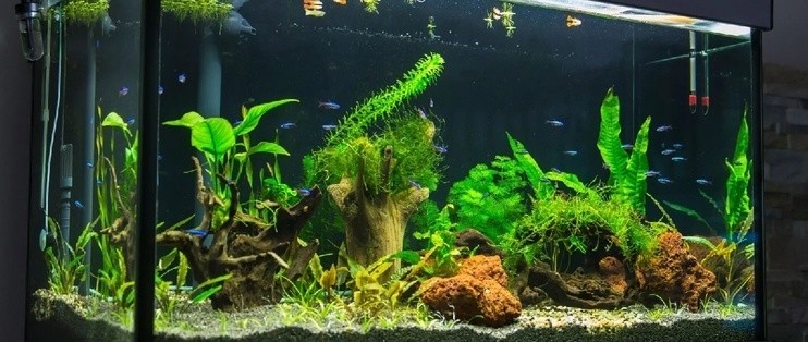臨沂市蘭山區騰飛水族館（臨沂市蘭山區騰飛水族館電話）