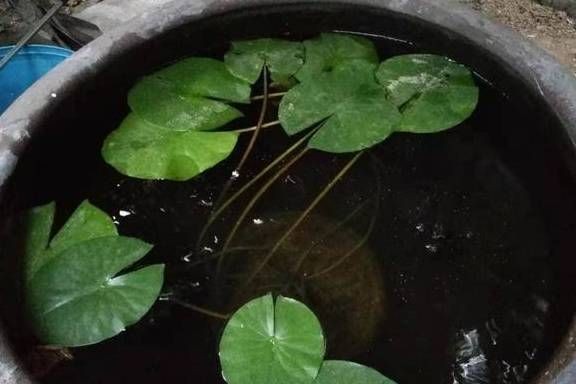 不用清理的魚缸怎么養魚：不用清理魚缸的養魚方法