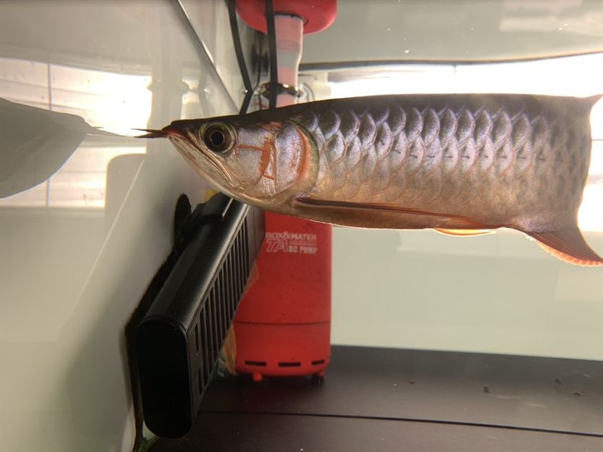 為什么回來再晚都要喂魚？