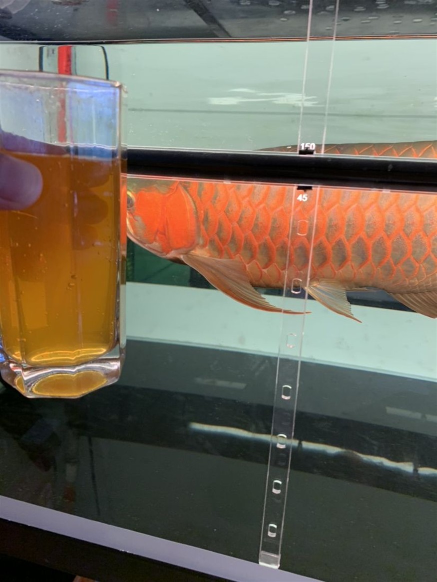 為什么回來再晚都要喂魚？ 為什么回來再晚都要喂魚？ 紅龍魚百科 第4張