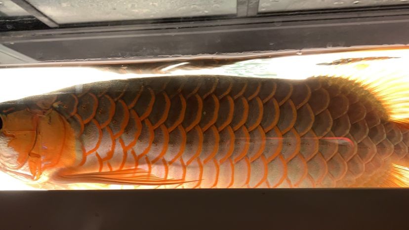 為什么回來再晚都要喂魚？ 為什么回來再晚都要喂魚？ 紅龍魚百科 第5張