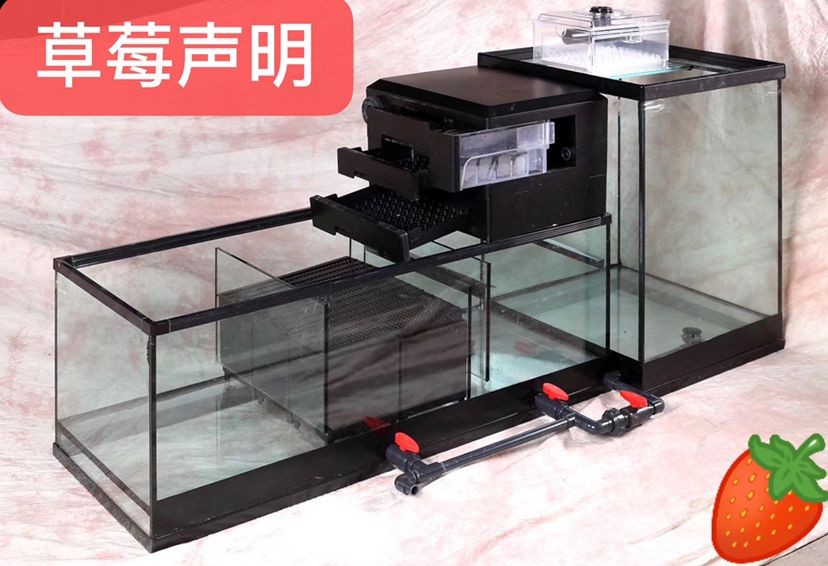 為什么回來再晚都要喂魚？ 為什么回來再晚都要喂魚？ 紅龍魚百科 第6張