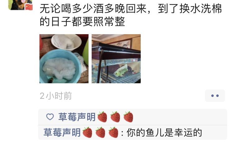 為什么回來再晚都要喂魚？ 為什么回來再晚都要喂魚？ 紅龍魚百科 第7張