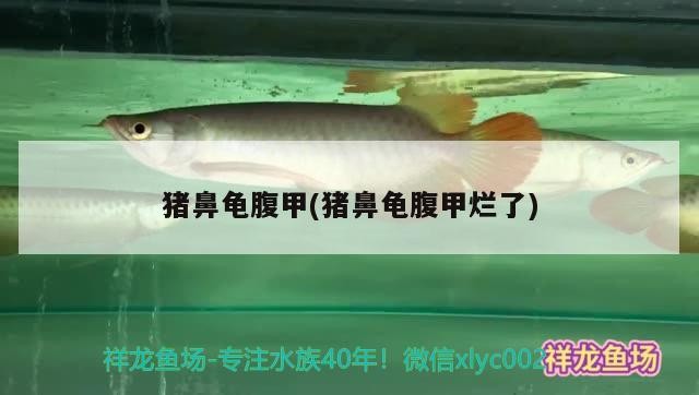 豬鼻龜腹甲(豬鼻龜腹甲爛了) 豬鼻龜腹甲(豬鼻龜腹甲爛了) 豬鼻龜百科