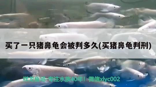 買了一只豬鼻龜會(huì)被判多久(買豬鼻龜判刑)