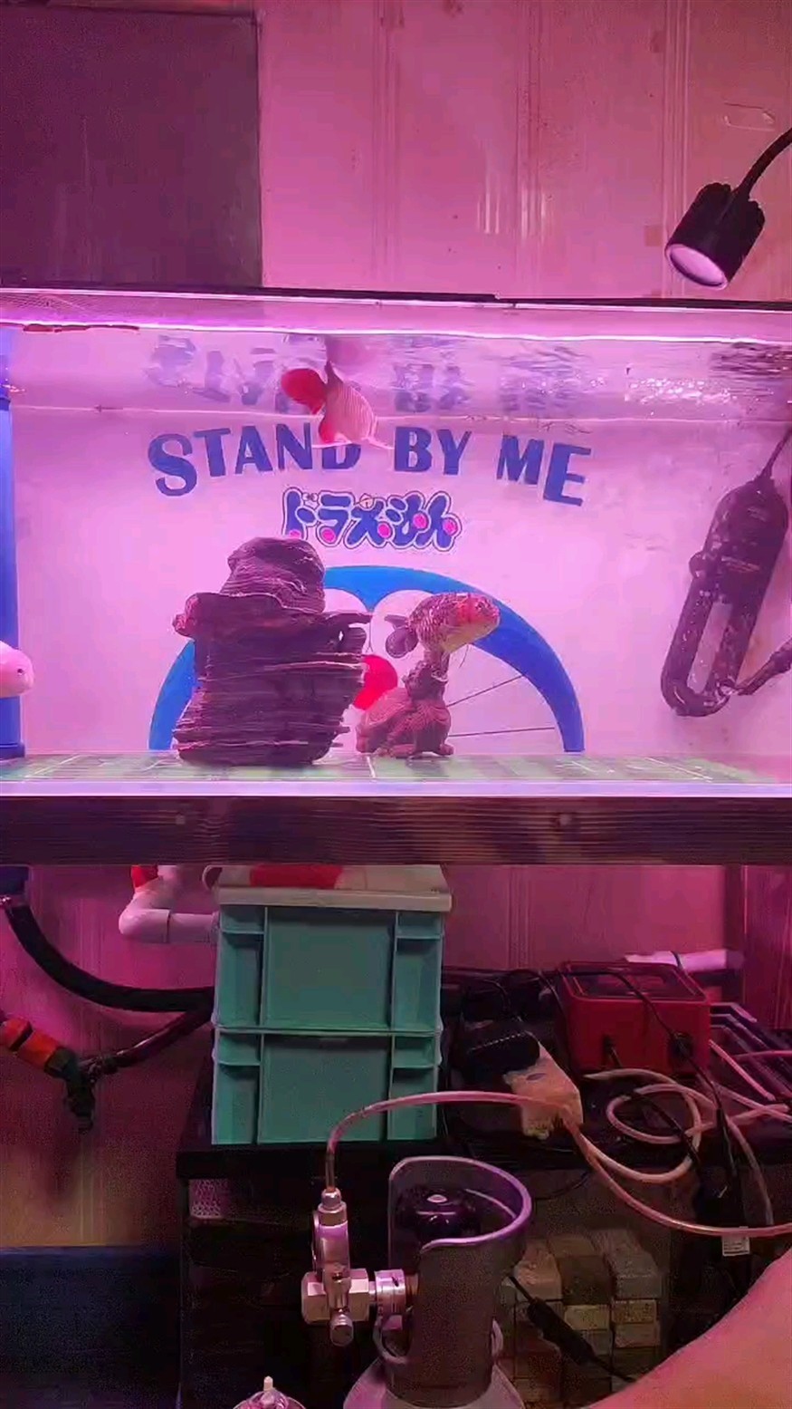 看魚發呆