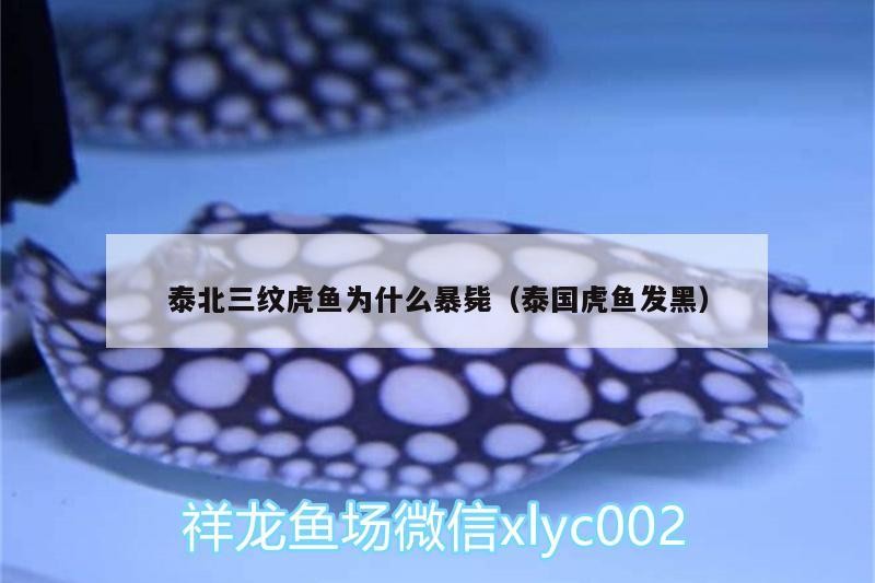 魚在佛教中的象征意義,從生命到解脫的深邃寓意 泰北三紋虎魚為什么暴斃(泰國虎魚發黑) 虎魚百科 泰北三紋虎魚為什么暴斃(泰國虎魚發黑) 泰北三紋虎魚為什么暴斃(泰國虎魚發黑) 虎魚百科