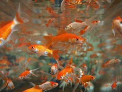 大魚缸消毒最簡單的方法是啥：高溫暴曬是一種簡單有效的魚缸消毒方法尤其適用于小型魚缸