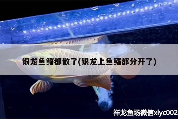 銀龍魚鰭都散了(銀龍上魚鰭都分開了)