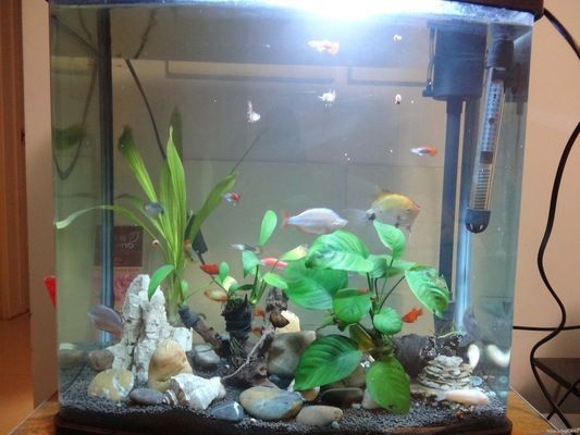蘇虎苗（蘇門答臘虎魚苗）批發