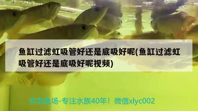 魚缸底部用什么顏色好一點（魚缸底部用什么顏色好一點呢）