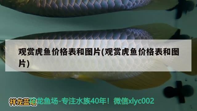 泰國虎 觀賞虎魚價格表和圖片(觀賞虎魚價格表和圖片) 虎魚百科 觀賞虎魚價格表和圖片(觀賞虎魚價格表和圖片) 觀賞虎魚價格表和圖片(觀賞虎魚價格表和圖片) 虎魚百科