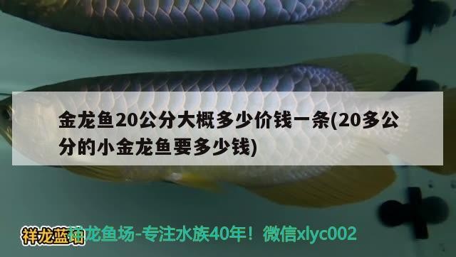 金龍魚20公分大概多少價錢一條(20多公分的小金龍魚要多少錢)