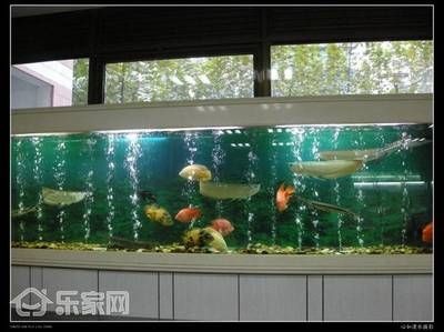 大魚缸擺放位置風水圖：大魚缸擺放位置與風水的關系