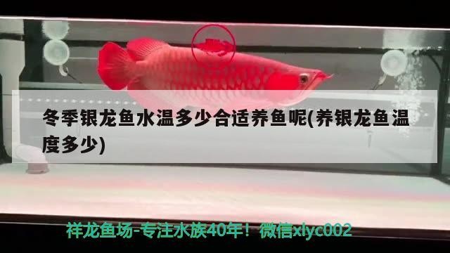 冬季銀龍魚水溫多少合適養魚呢(養銀龍魚溫度多少) 冬季銀龍魚水溫多少合適養魚呢(養銀龍魚溫度多少) 銀龍魚百科