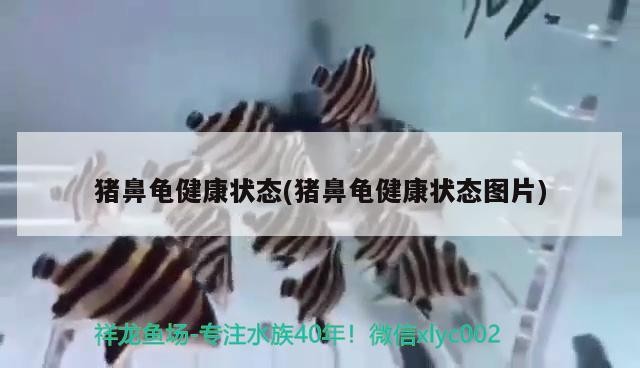 豬鼻龜健康狀態(tài)(豬鼻龜健康狀態(tài)圖片)