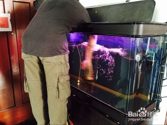 大魚缸怎么清理換水孔：如何清理大魚缸？
