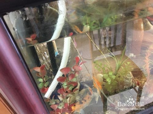 大魚缸怎么清理換水孔：如何清理大魚缸？