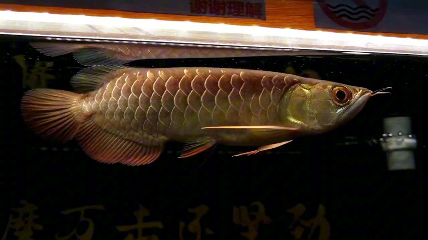 到家147天