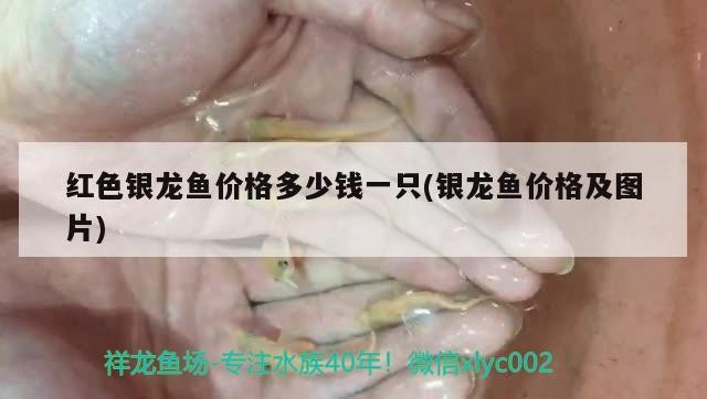紅色銀龍魚價格多少錢一只(銀龍魚價格及圖片)