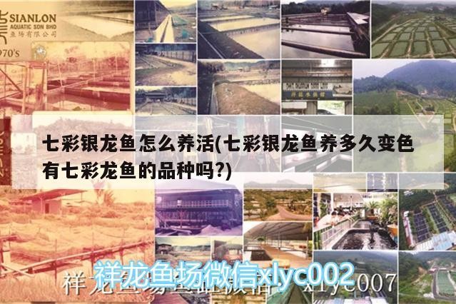 七彩銀龍魚怎么養活(七彩銀龍魚養多久變色有七彩龍魚的品種嗎?) 七彩銀龍魚怎么養活(七彩銀龍魚養多久變色有七彩龍魚的品種嗎?) 銀龍魚百科