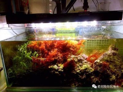帶循環水的魚缸多久換一次水比較好：帶循環水的魚缸一般多久換一次水