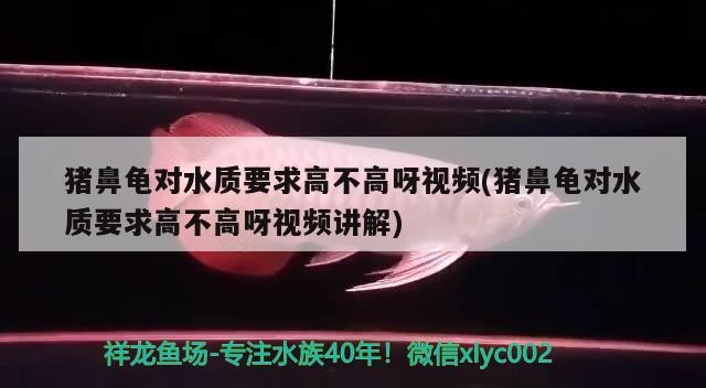 豬鼻龜對水質要求高不高呀視頻(豬鼻龜對水質要求高不高呀視頻講解)