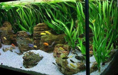 七臺河市桃山區吉祥水族館（七臺河市桃山區吉祥水族館電話）