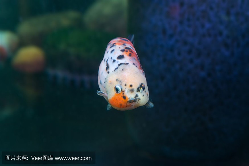 玻璃魚缸哪里有賣的啊：大型玻璃魚缸購買指南 玻璃魚缸哪里有賣的啊：大型玻璃魚缸購買指南 魚缸百科 第3張