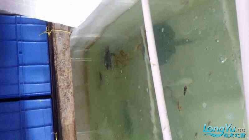 低價出一只豬鼻龜種一對七彩神仙種魚