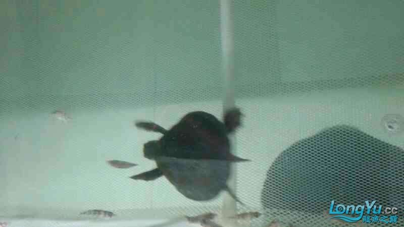 低價出一只豬鼻龜種一對七彩神仙種魚