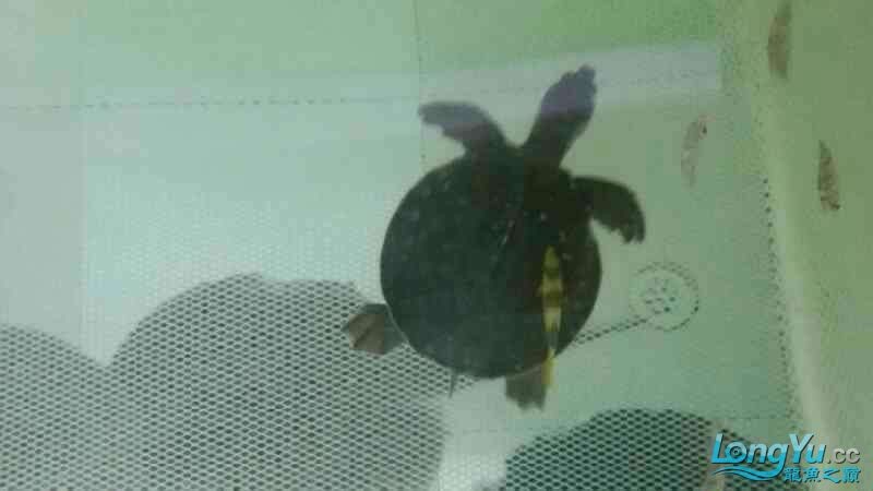 低價出一只豬鼻龜種一對七彩神仙種魚