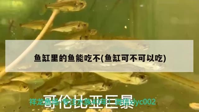 3公分虎魚能和20公分龍魚還有7公分豬鼻龜混養(yǎng)嗎？